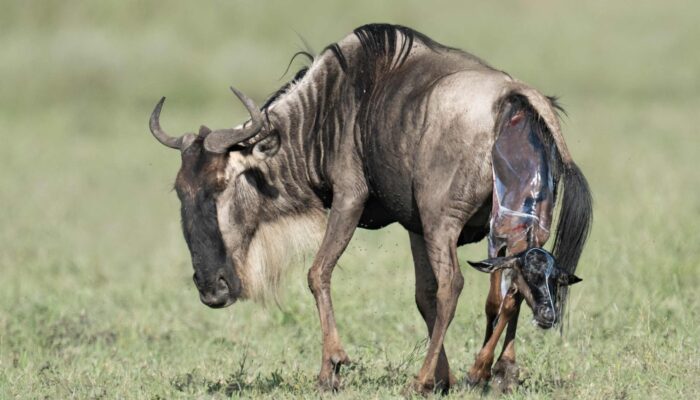 Calving Season in Ndutu