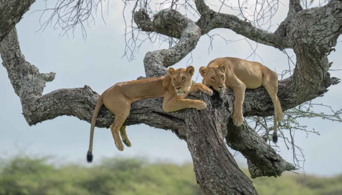 Tree Climbing Lions