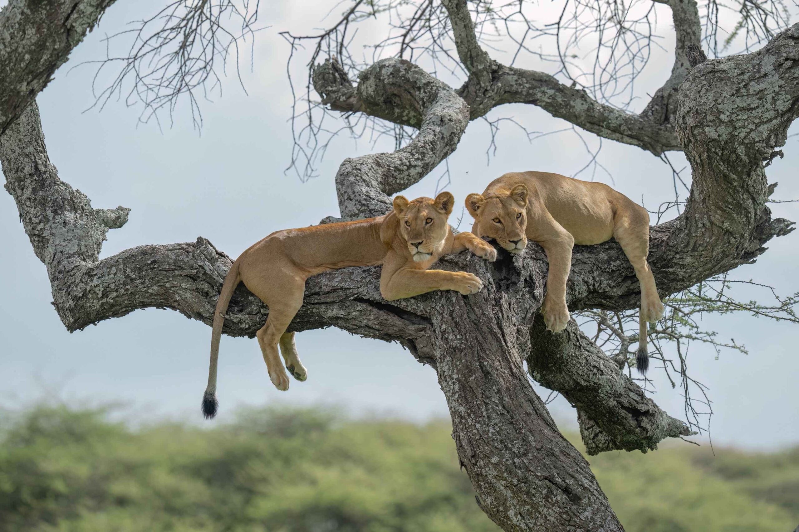 Tree Climbing Lions