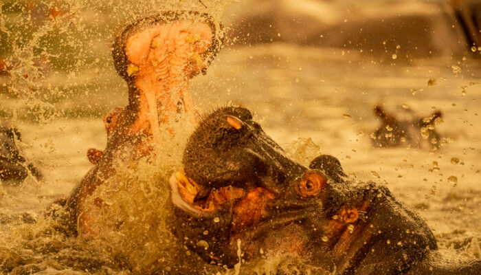 Lake Manyara National Park