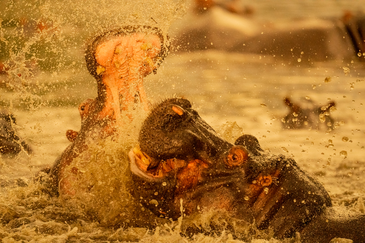 Lake Manyara National Park