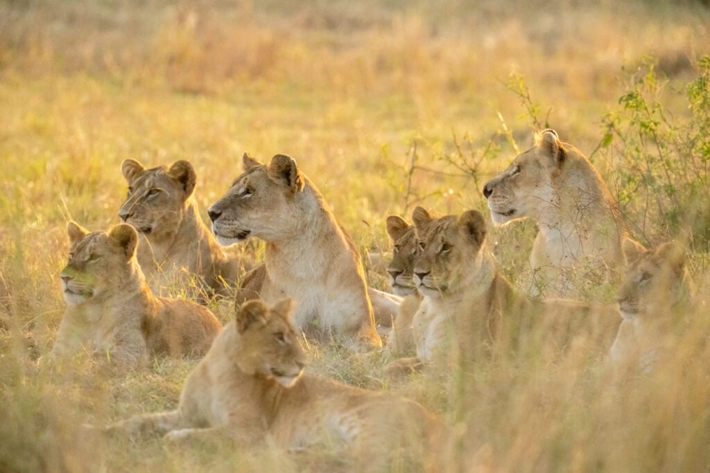 A Group Safari of Lions