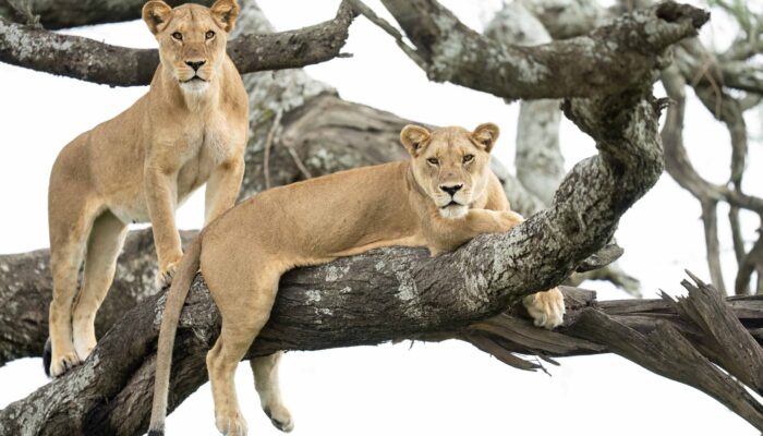 Trees Climbing Lions