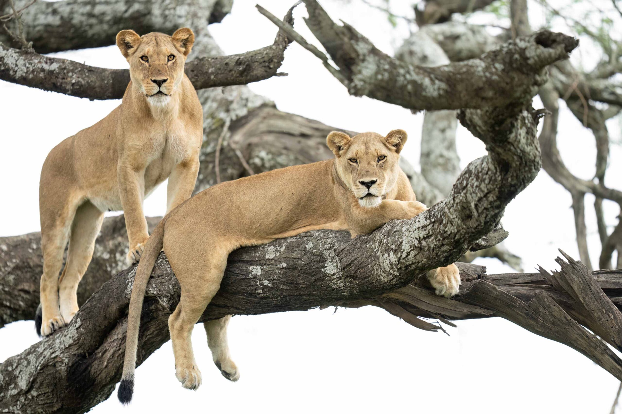 Trees Climbing Lions