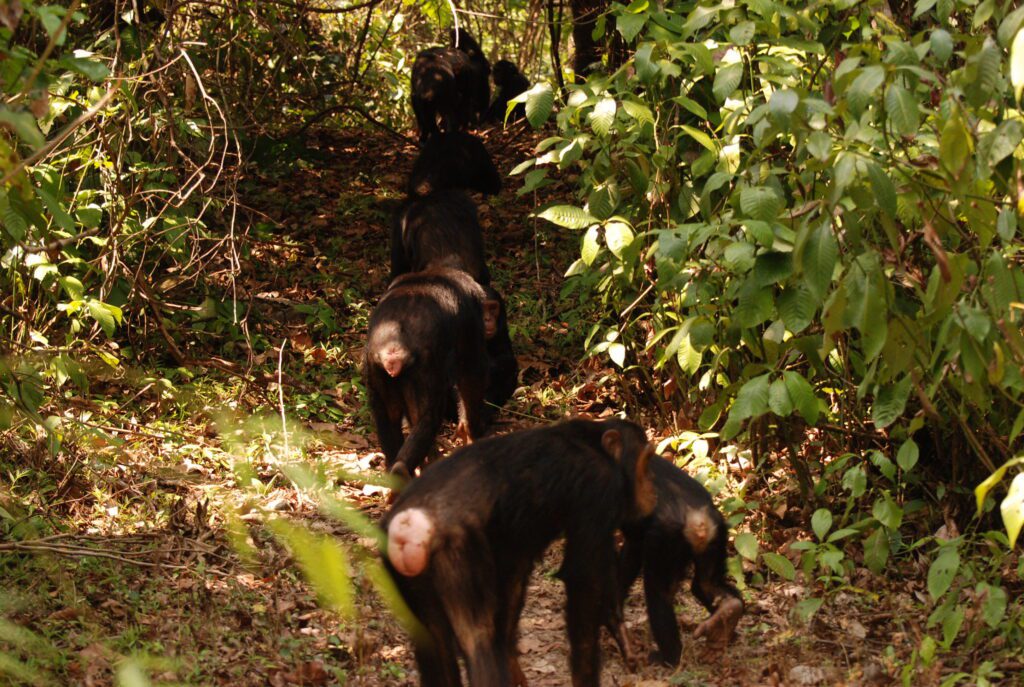 Gombe Chimpanzee Trekking