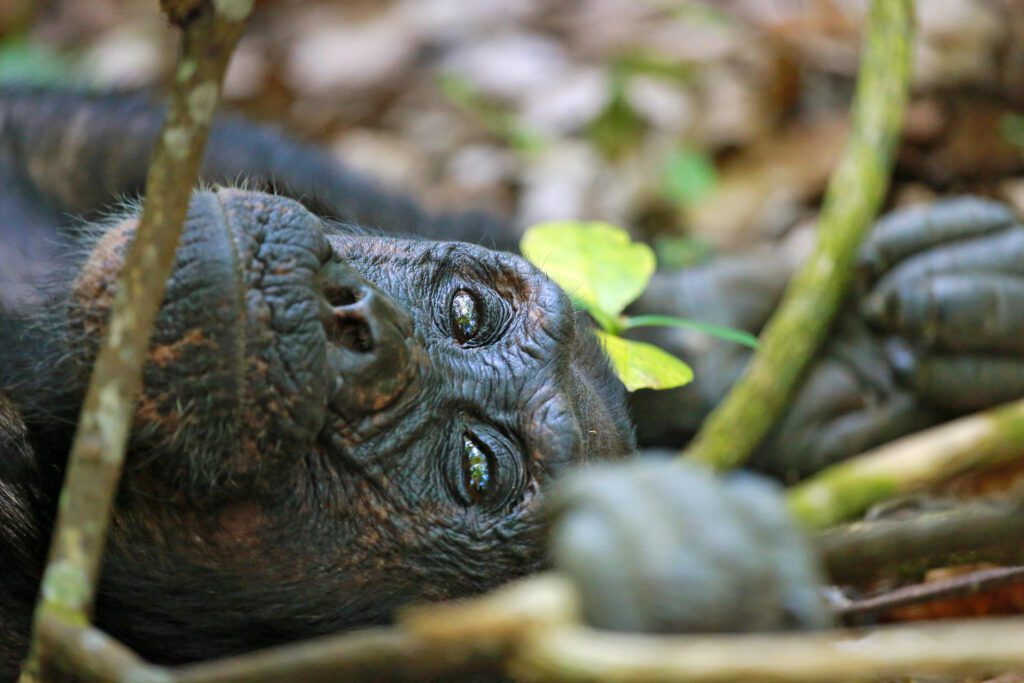 Mahale chimpanzee Trekking - Plan Safari
