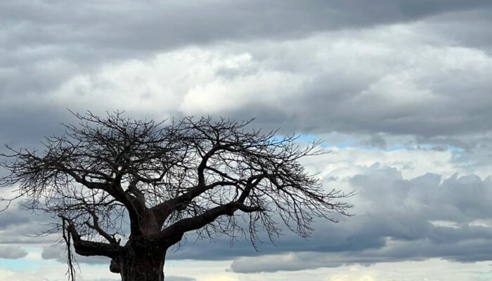 Up Side down Tree in Tarangire