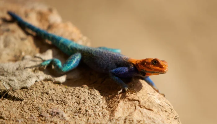 lizard on top of a rock at Nyerere in southern