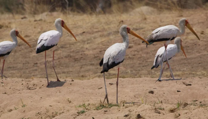 Nyerere National park Birding during walking