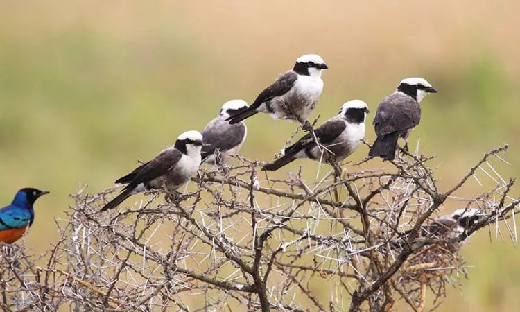 Bird Watching safari