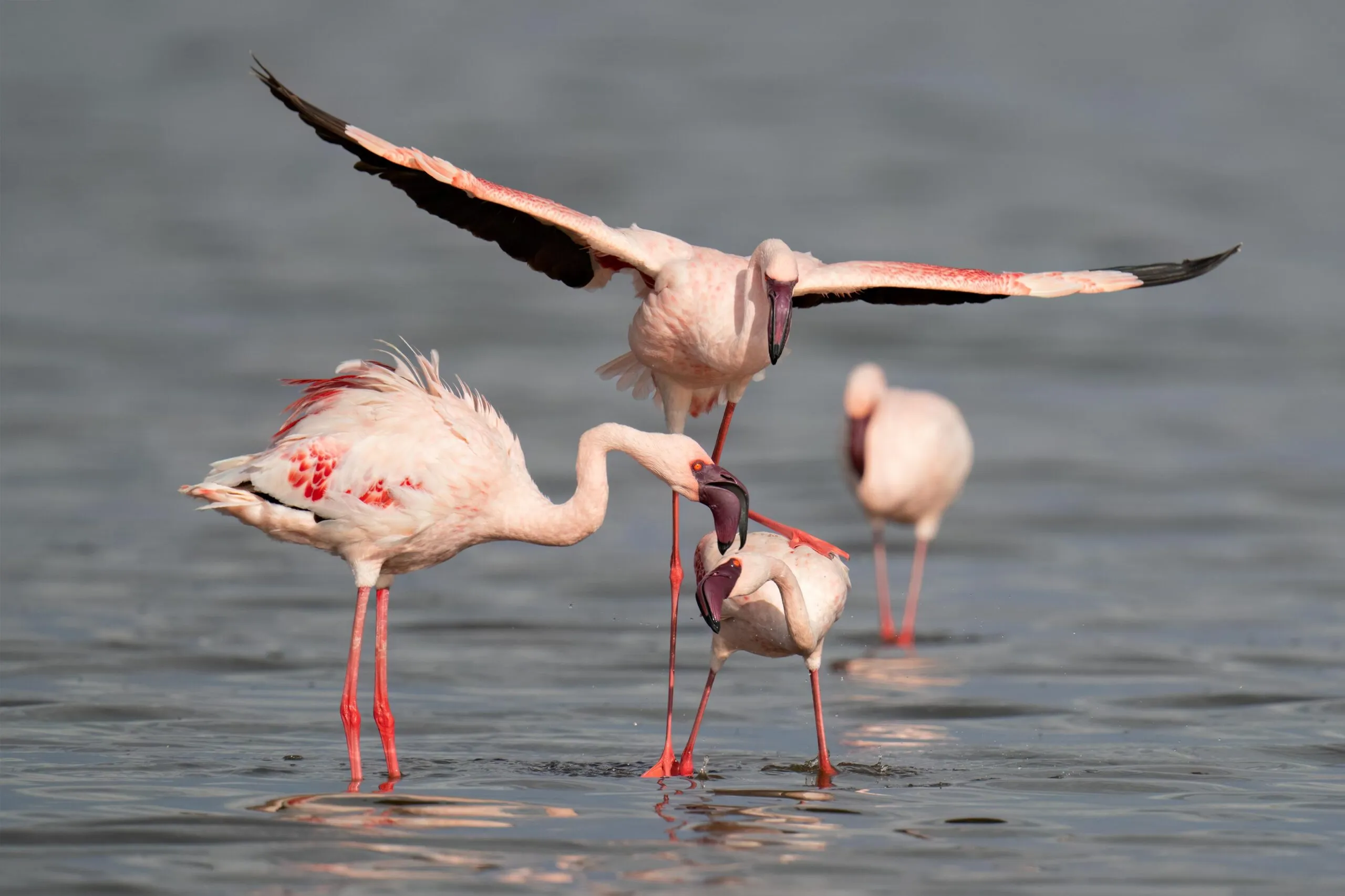 Bird watching Safari