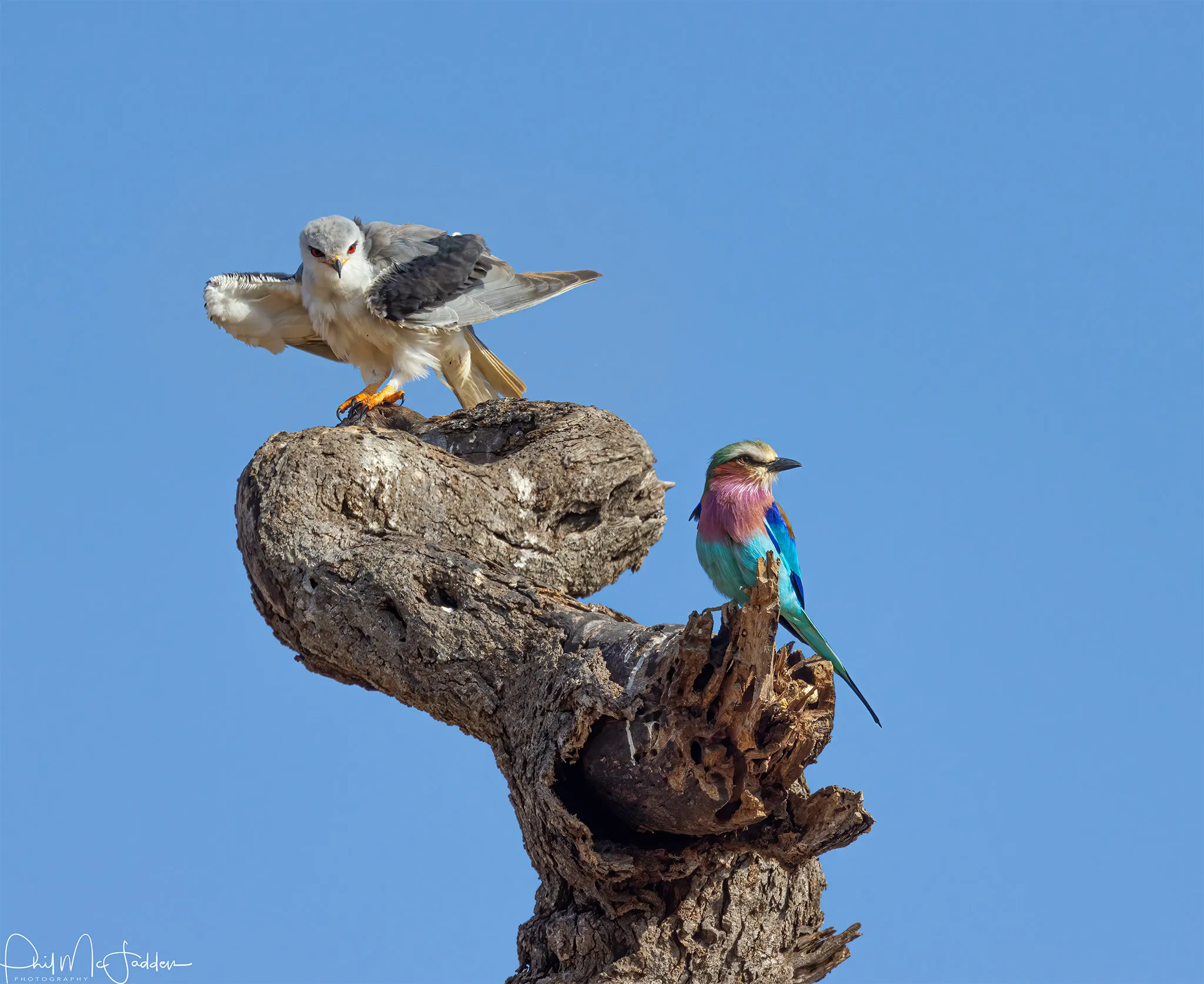 Bird Watching safari