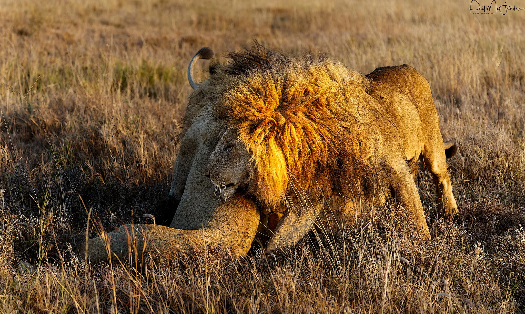 Tanzania Photographic safari