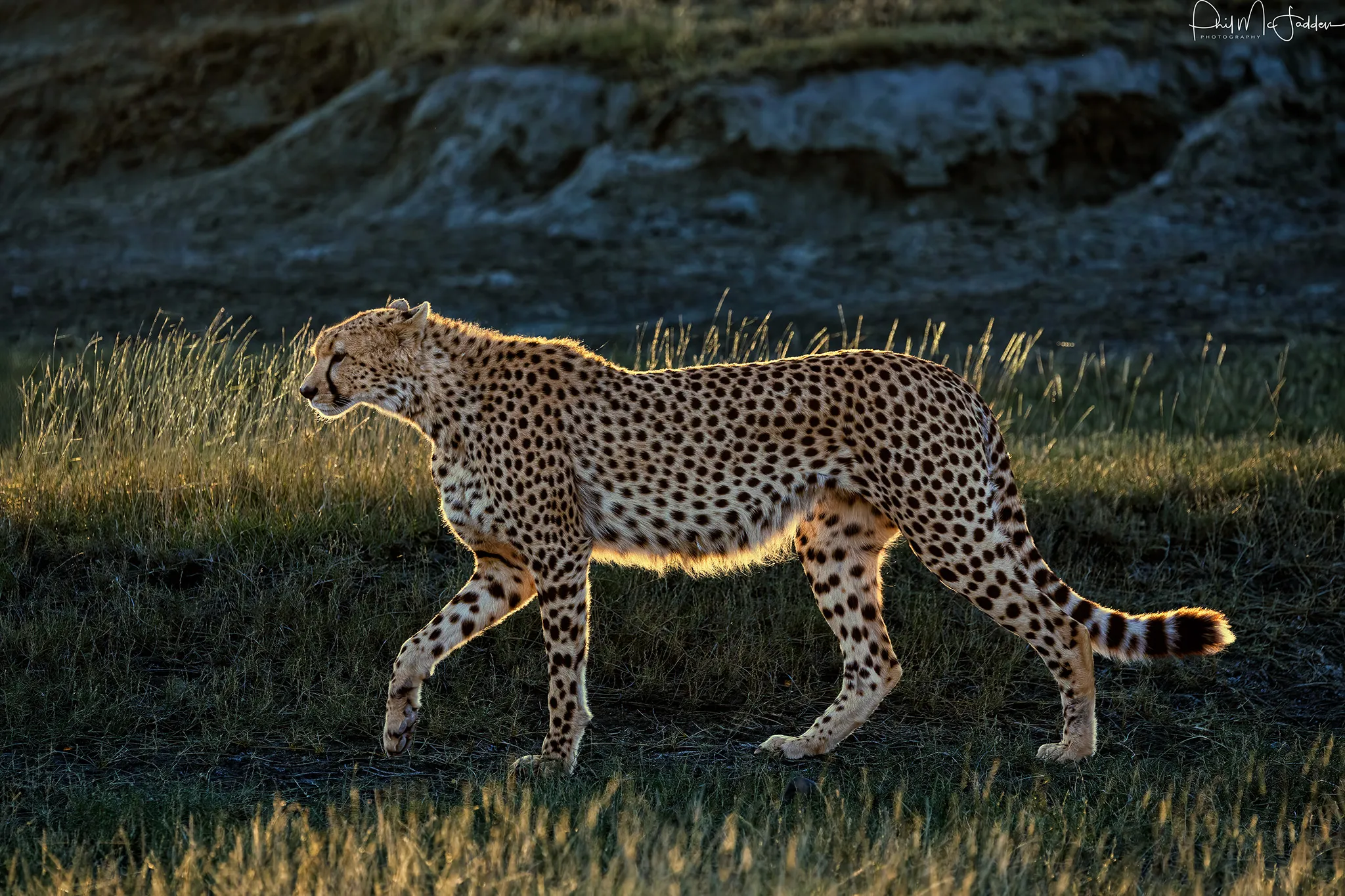 Tanzania Photographic safari