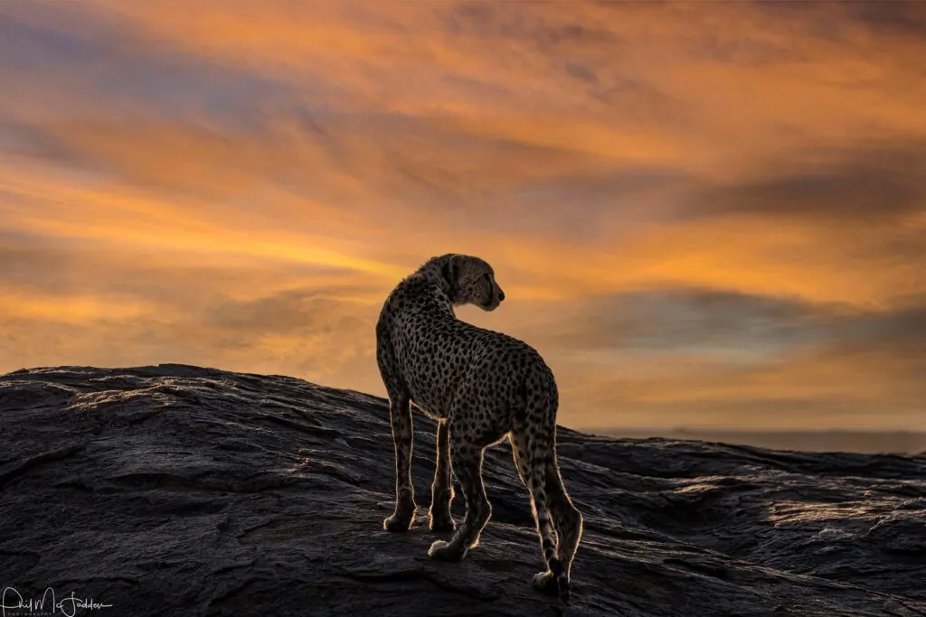 Serengeti Big Cats