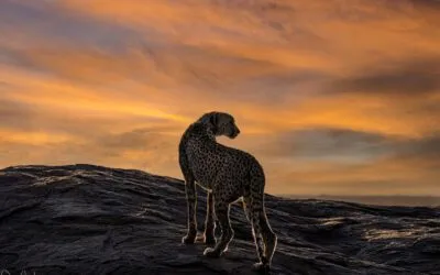 Serengeti Big Cats
