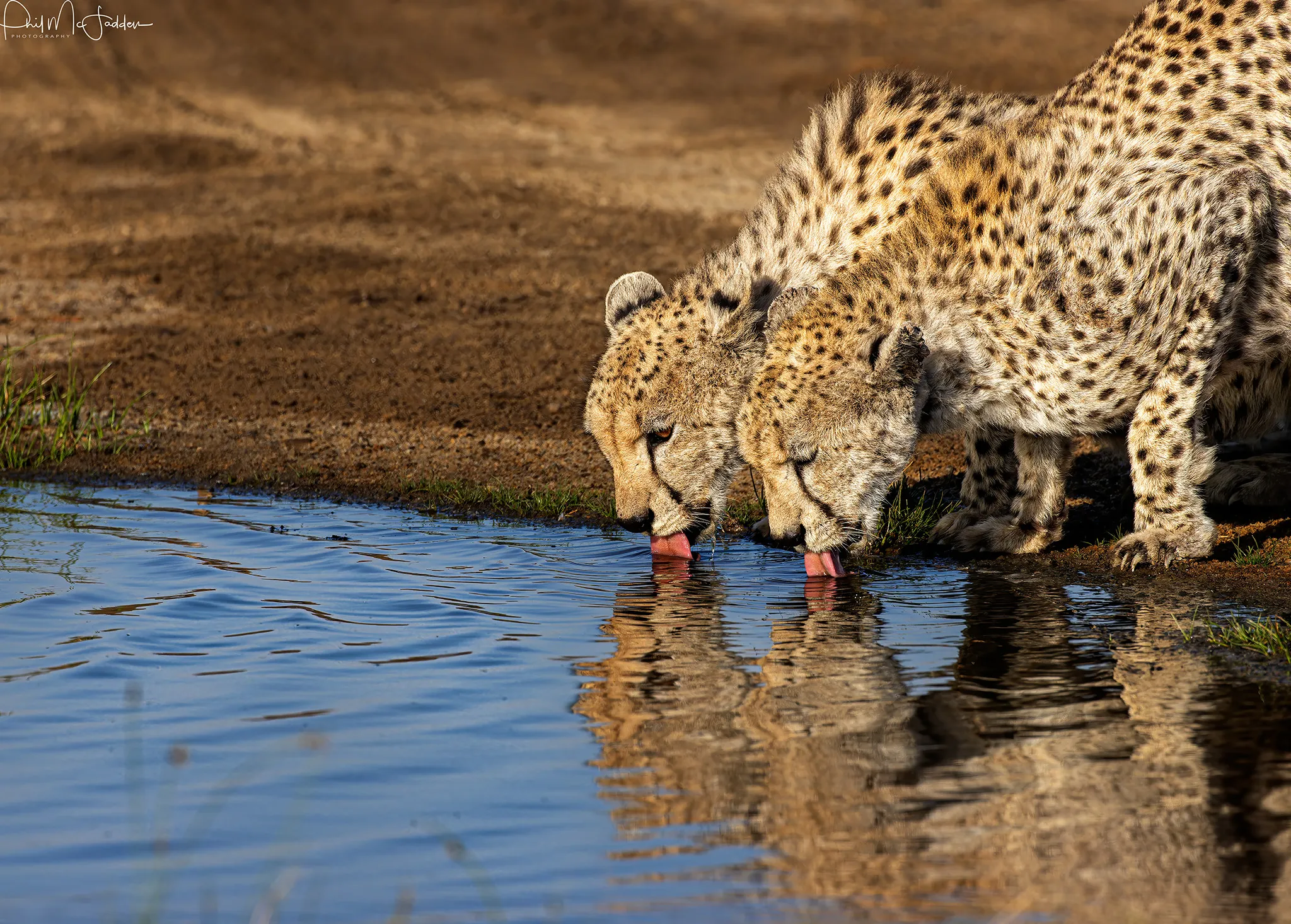 Cheetah Brothers Sametu R7 M6A1492 Smugmug