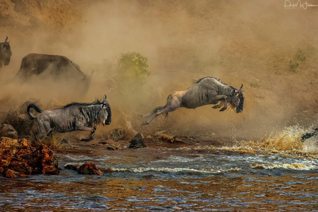wildebeest-migration-safari