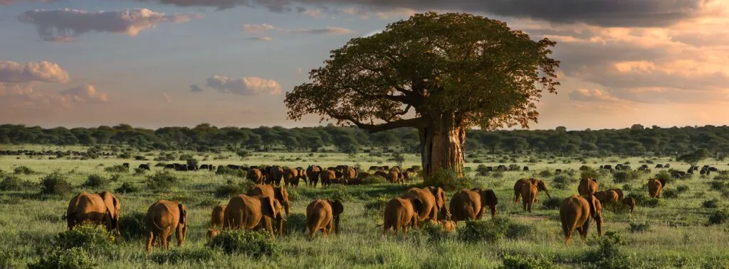 Elephant Herd Tarangire 5DIV C1A1483 Smugmug