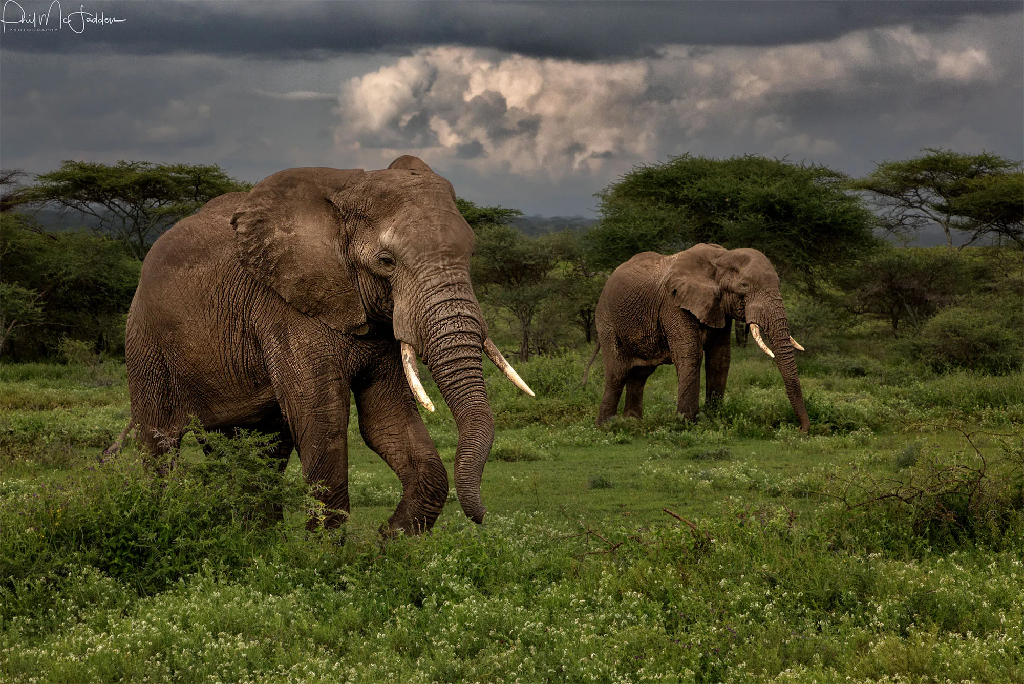 Tarangire Camps and Lodges in fly safari in Tanzania Discover Your Adventure