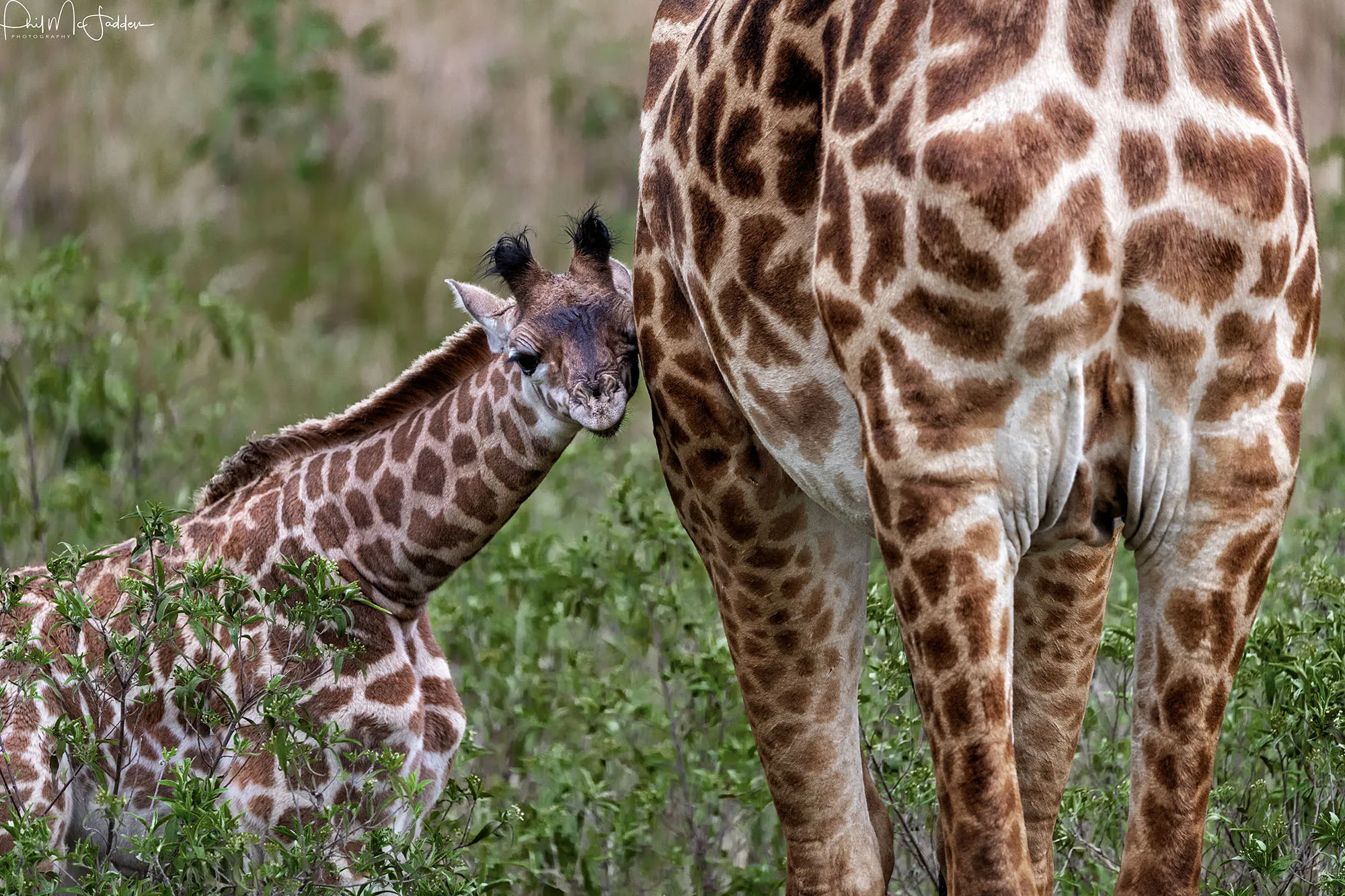 Giraffe - Arusha National Park Blogs Tanzania Women Safari