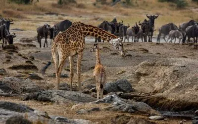 Giraffe Kogatende R3 24A5696 Smugmug
