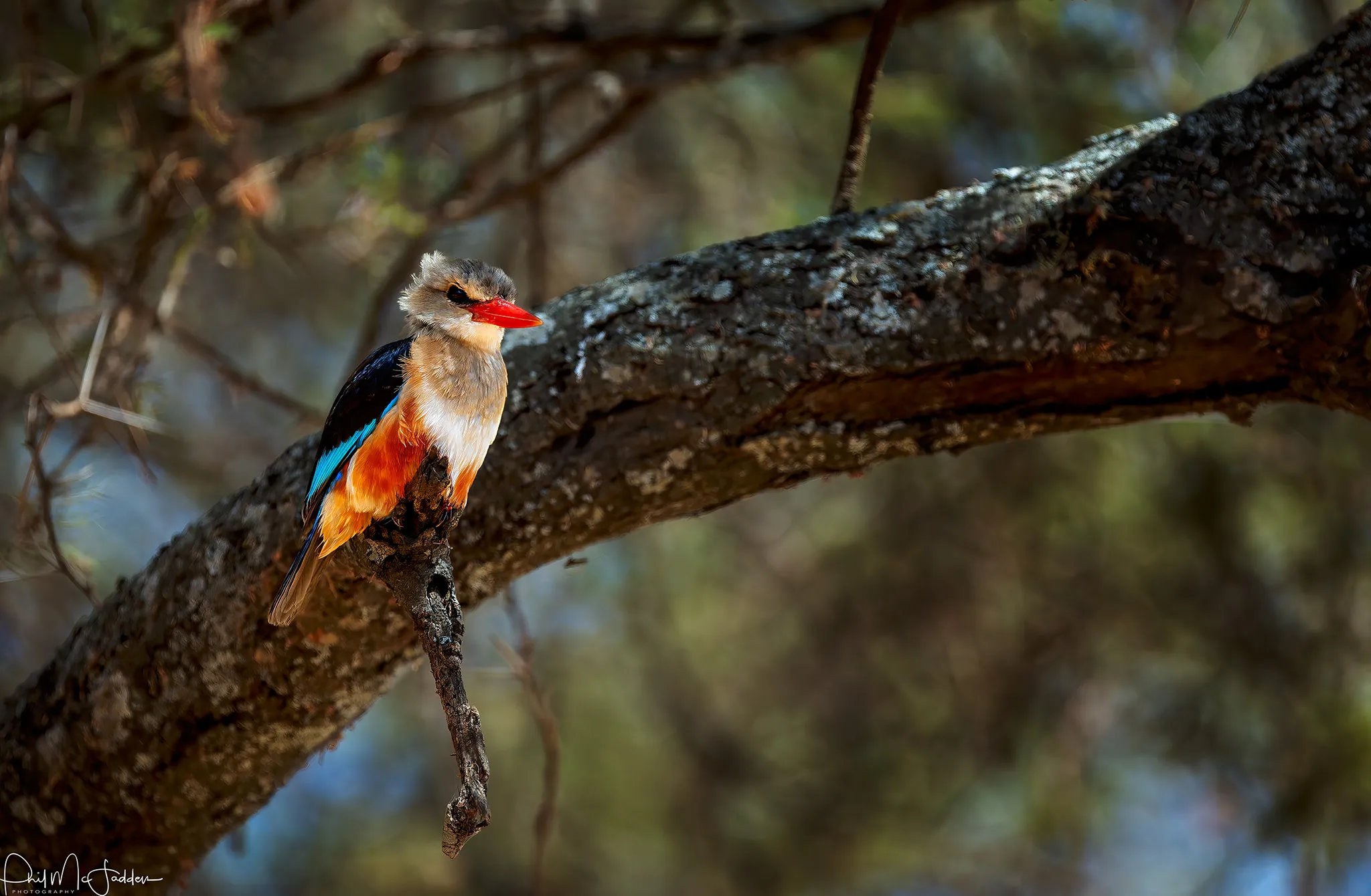 Bird Watching safari