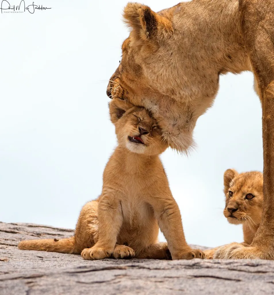 Lion Family on Rock Central Serengeti during a family safari