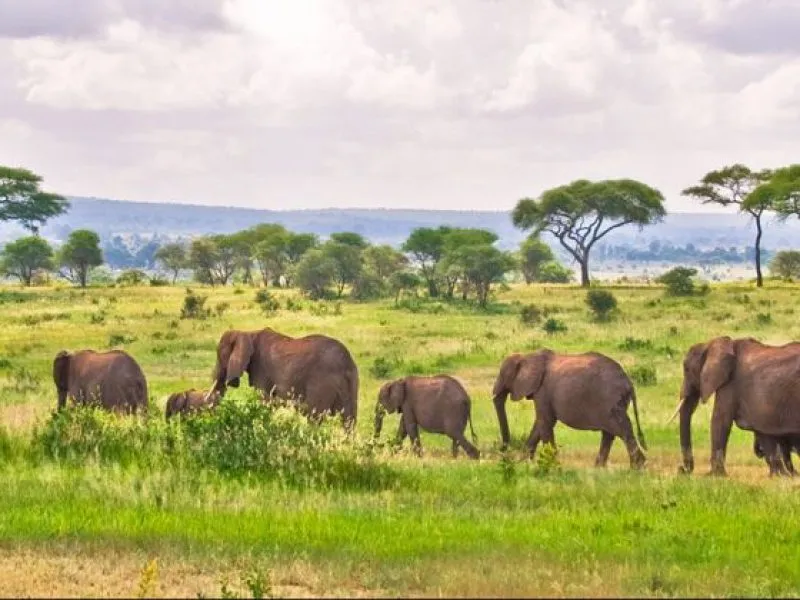 Tarangire National Park