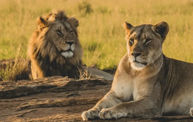 Safari Home 1 768x484 1