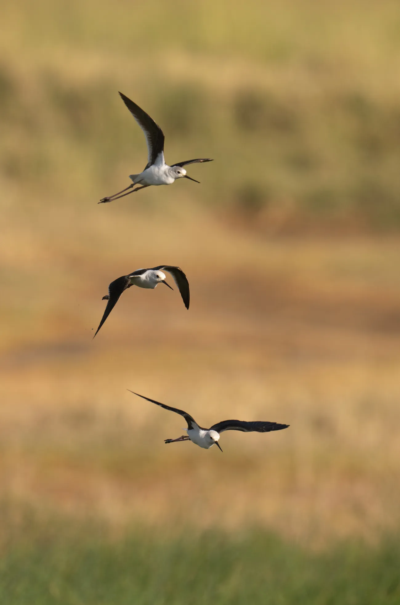 Bird Watching Safari