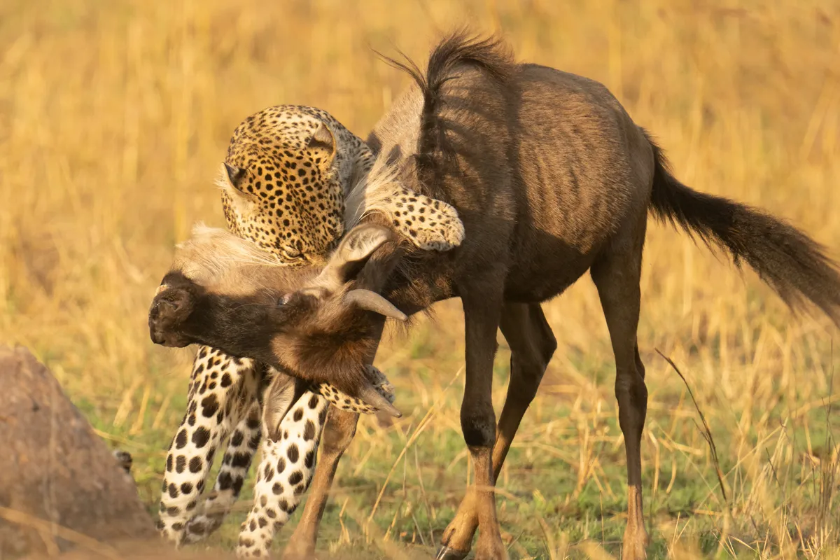 Tanzania Women Safari