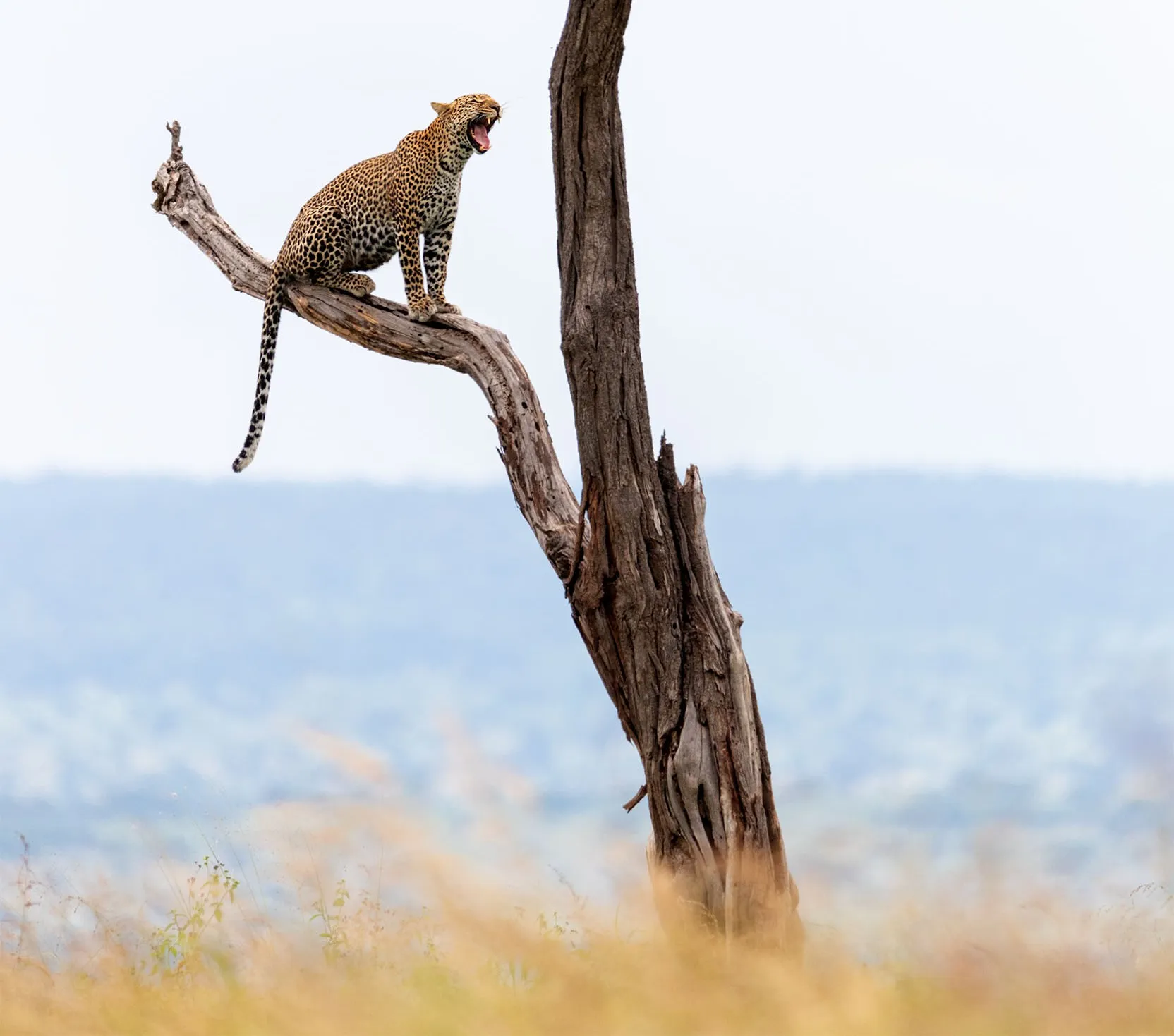 Tarangire National Park